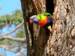 24.10 Raymond Island_Colorful bird2